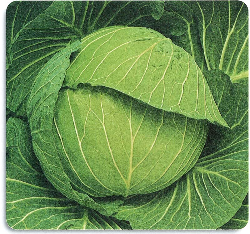 石井育種場　キャベツ種子　松波