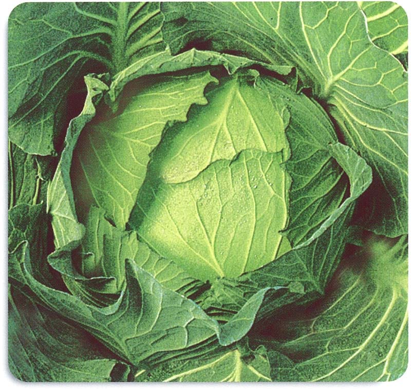 石井育種場 キャベツ種子 寒太鼓【取り寄せ注文】＊種子有効期限2026年5月末