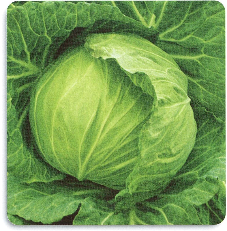 石井育種場　キャベツ種子　秋蒔中早生３号【取り寄せ注文】