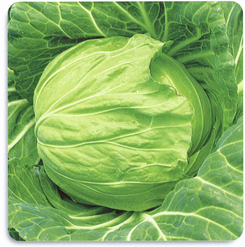 石井育種場　キャベツ種子　秋蒔中早生