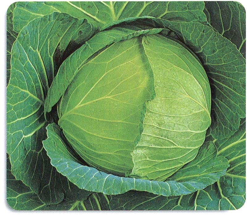 石井育種場 キャベツ種子 YR泰山【取り寄せ注文】【2026年春種予約商品】