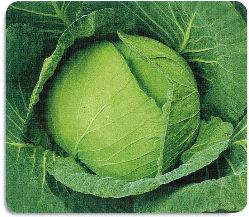 石井育種場　キャベツ種子　冬駿河