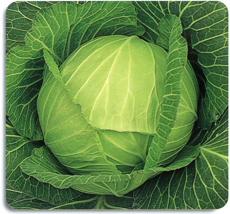 石井育種場 キャベツ種子 味よし【取り寄せ注文】