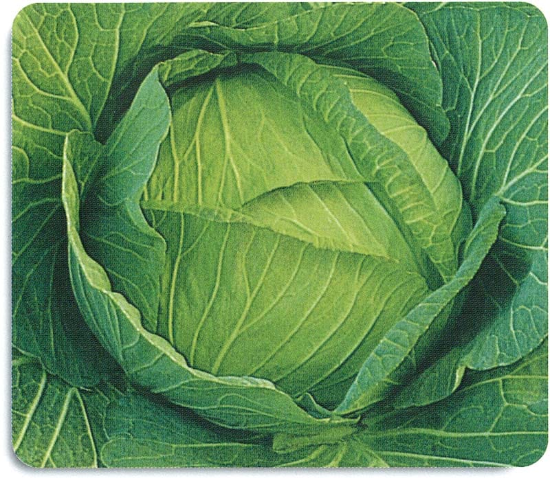 石井育種場 キャベツ種子 早生大御所【取り寄せ注文】