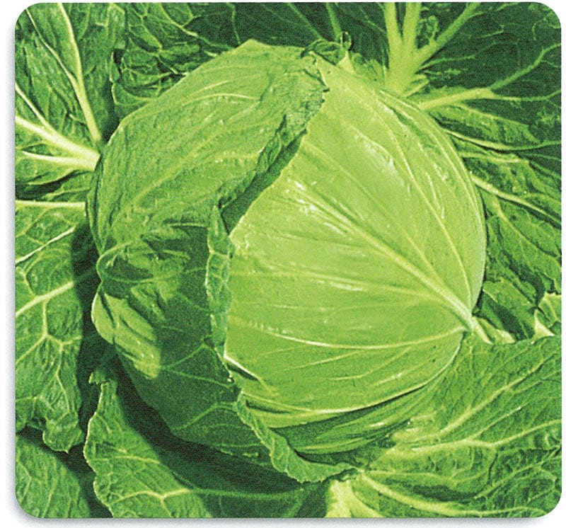 石井育種場　キャベツ種子　グリーンキッド