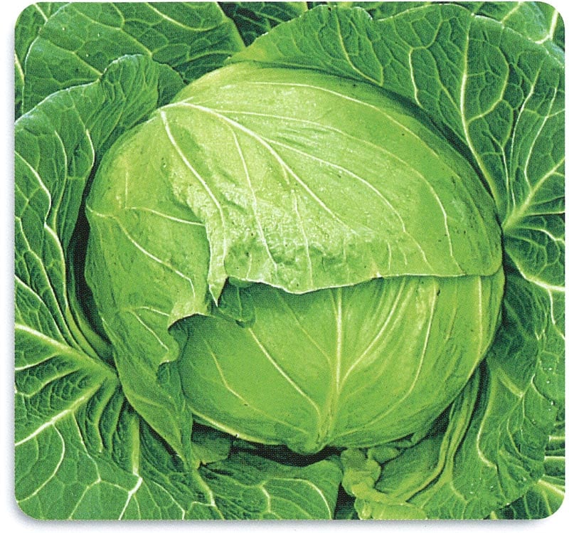 石井育種場 キャベツ種子 春汐【取り寄せ注文】＊種子有効期限2026年5月末