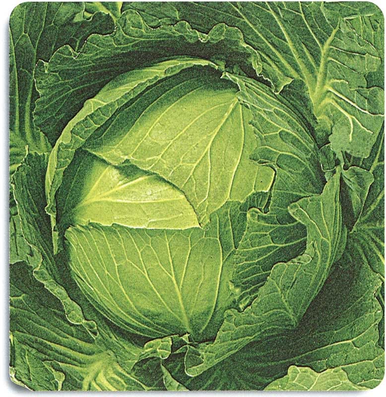 石井育種場　キャベツ種子　豊光