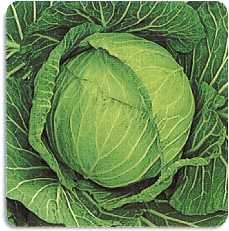 石井育種場 キャベツ種子 あまだま＊種子有効期限2026年5月末