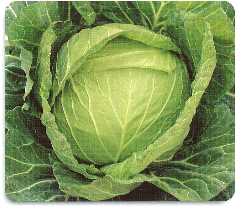 石井育種場　キャベツ種子　一陽