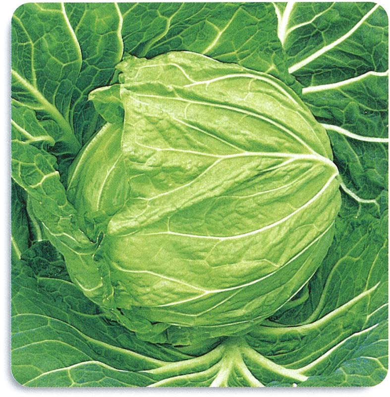 石井育種場 キャベツ種子 秋蒔極早生732号【取り寄せ注文】＊種子有効期限2026年5月末