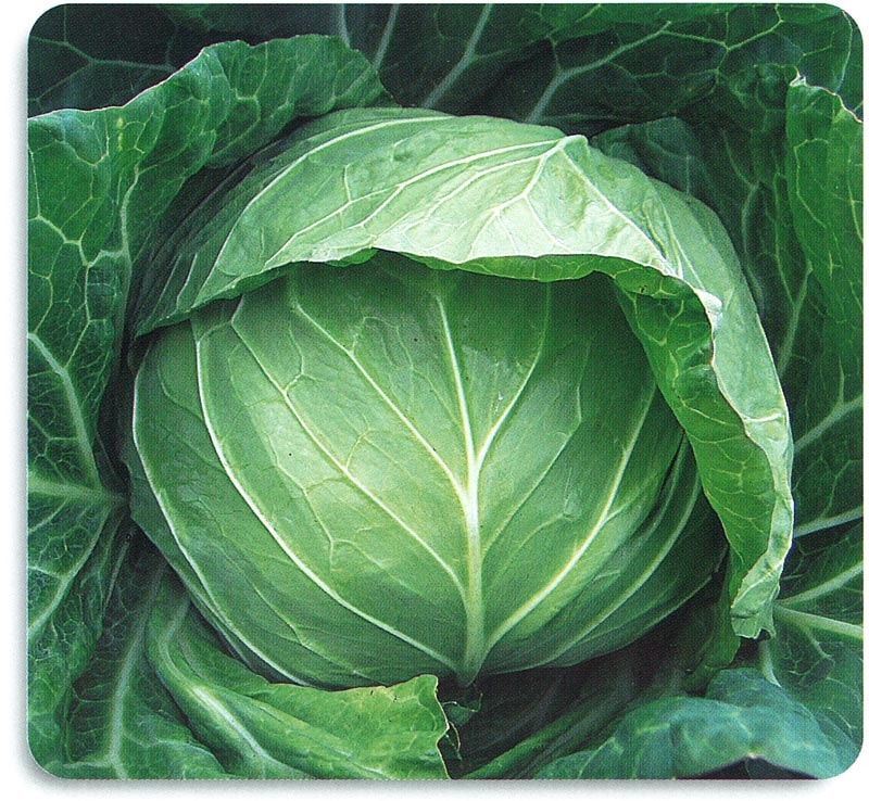 石井育種場 キャベツ種子 はるね【取り寄せ注文】＊種子有効期限2026年5月末