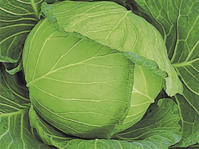 石井育種場　キャベツ種子　岳陽