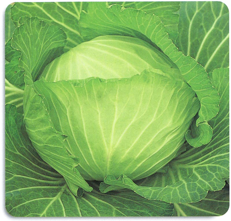 石井育種場 キャベツ種子 麗峰１号【取り寄せ注文】＊種子有効期限2026年5月末