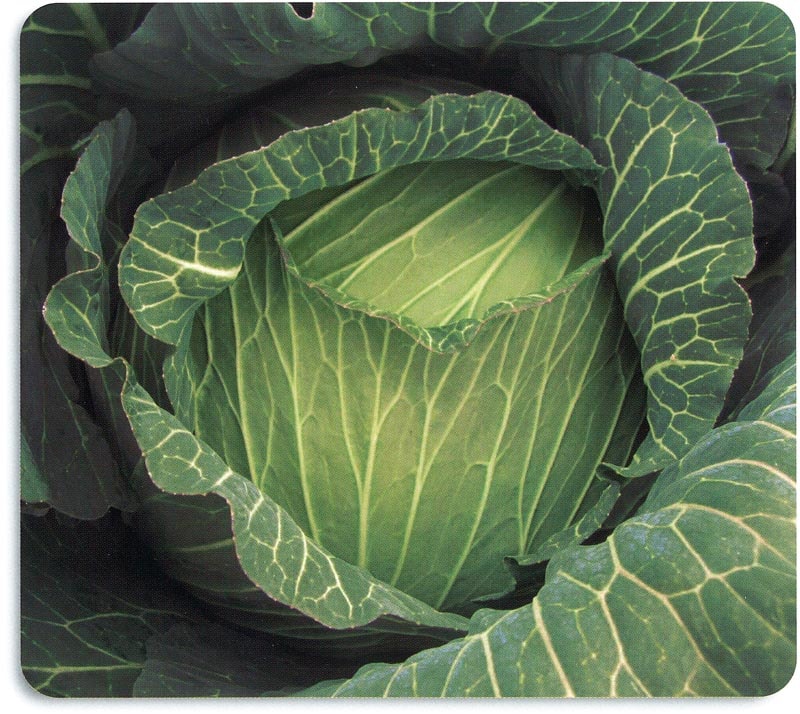 石井育種場 キャベツ種子 青龍345 【取り寄せ注文】