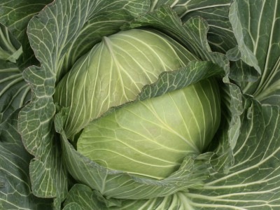 石井育種場　キャベツ種子　よしき