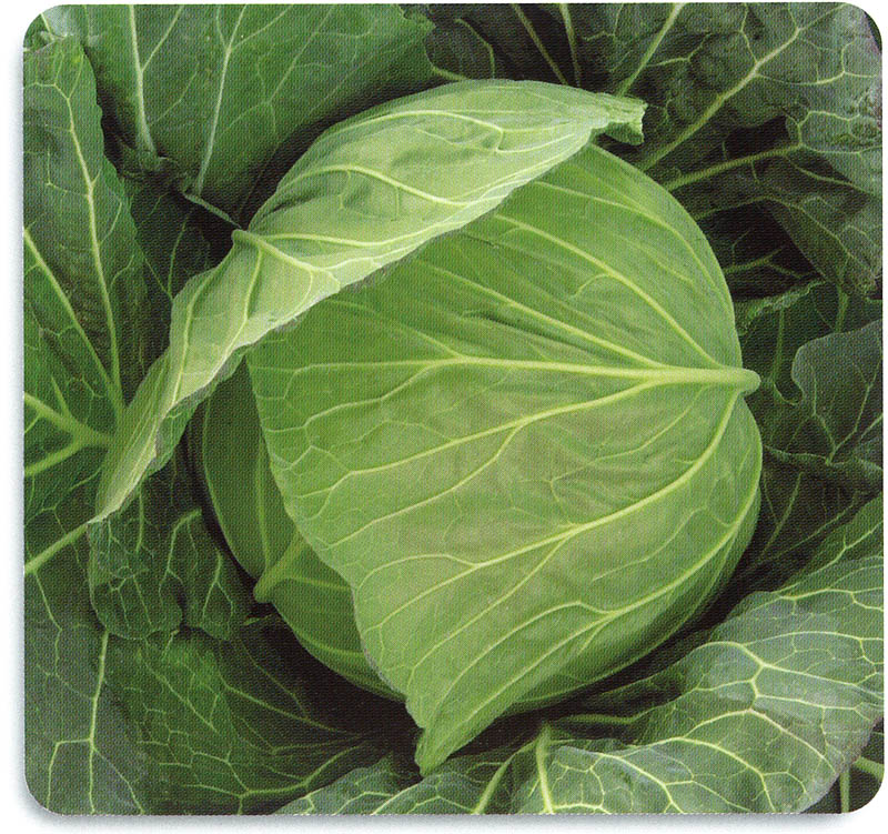 石井育種場　キャベツ種子　YR春いろ