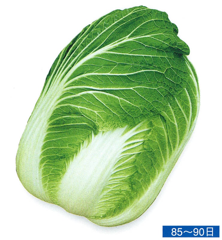 石井育種場　ハクサイ種子　緑雲
