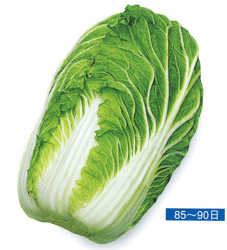 石井育種場　ハクサイ種子　千寿