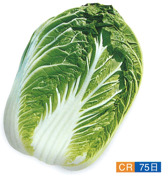 石井育種場　ハクサイ種子　CR清雅75