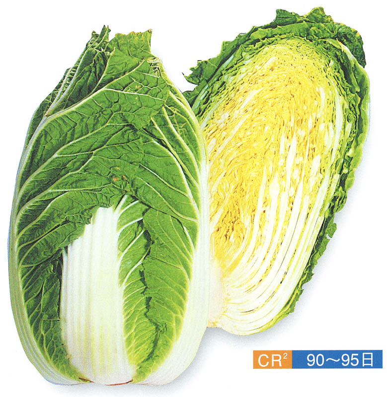 石井育種場　ハクサイ種子　冴黄90