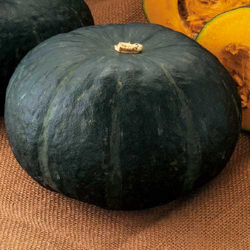 タキイ種苗 カボチャ種子 グラッセ [ANK085]【取り寄せ注文】※春のみ