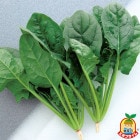 ナント種苗 小玉スイカ種子 なつここあ（黒皮赤肉）【取り寄せ注文