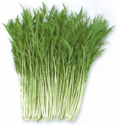 タカヤマシード　ミズナ種子　京だより【取り寄せ注文】