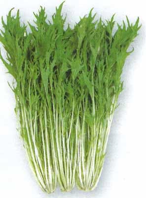 タカヤマシード　ミズナ種子　のってる菜【取り寄せ注文】