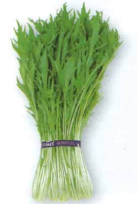 タカヤマシード　ミズナ種子　四季細菜【取り寄せ注文】