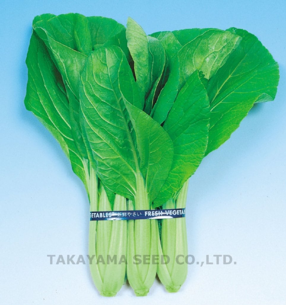 タカヤマシード　ツケナ種子　優愛菜【取り寄せ注文】