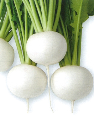 タカヤマシード カブ種子 ＣＲ玉鈴中かぶ【取り寄せ注文】＊種子有効期限2026年5月末