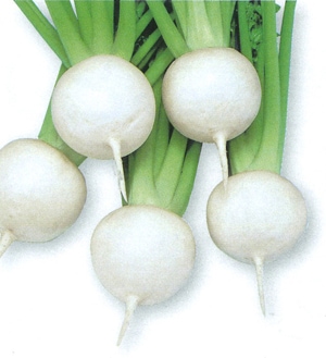 タカヤマシード　カブ種子　つやひめ蕪【取り寄せ注文】