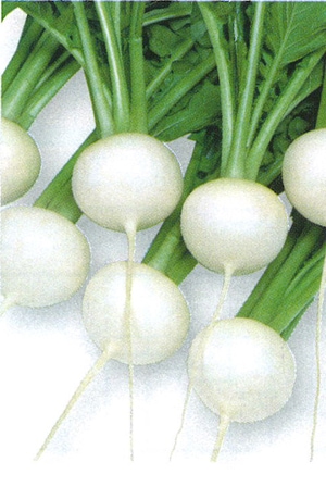 タカヤマシード カブ種子 白銀小蕪【取り寄せ注文】