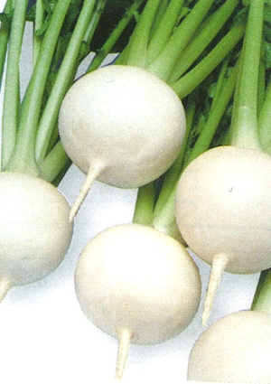 タカヤマシード カブ種子 玉姫蕪【取り寄せ注文】