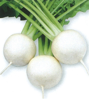 タカヤマシード カブ種子 耐病銀鈴【取り寄せ注文】