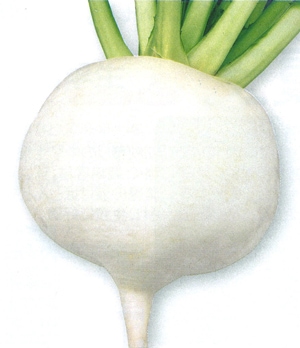 タカヤマシード　カブ種子　改良早生大丸【取り寄せ注文】