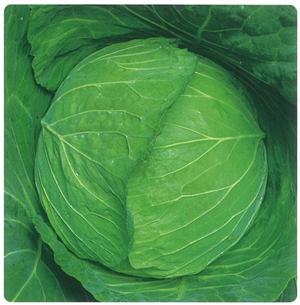 タカヤマシード　キャベツ種子　YR優徳