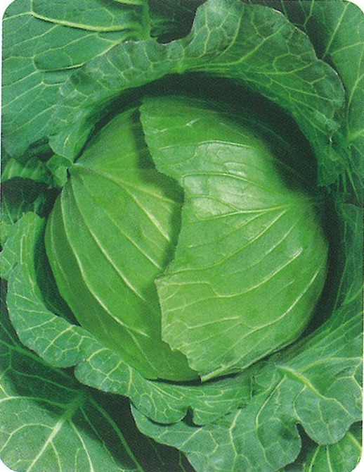 タカヤマシード キャベツ種子 YR冬玉【取り寄せ注文】