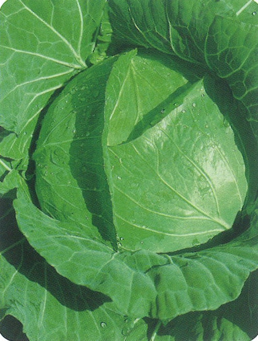 タカヤマシード　キャベツ種子　比良夏蒔冬獲【取り寄せ注文】