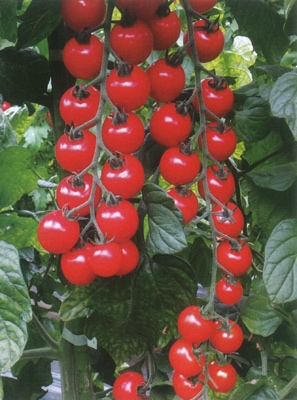 武蔵野種苗園　トマト種子　アイラ【取り寄せ注文】