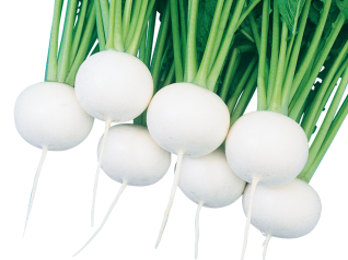 武蔵野種苗園　カブ種子　万寿【取り寄せ注文】