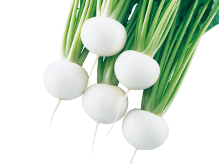 武蔵野種苗園　カブ種子　 白寿【取り寄せ注文】【コート種子のみ在庫有】