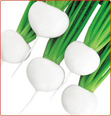 武蔵野種苗園 カブ種子 白鷹【取り寄せ注文】＊種子有効期限2026年5月末