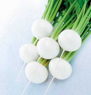 武蔵野種苗園 カブ種子 雪牡丹【取り寄せ注文】＊種子有効期限2026年5月末