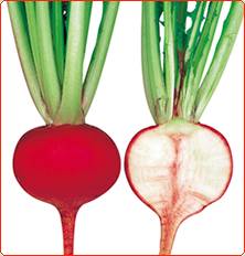 武蔵野種苗園 カブ種子 愛真紅1号【取り寄せ注文】