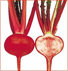 武蔵野種苗園 カブ種子 愛真紅3号【取り寄せ注文】