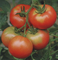 武蔵野種苗園 トマト種子 あづさ【取り寄せ注文】