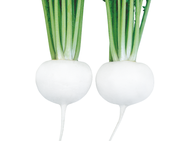 武蔵野種苗園 カブ種子 CR白盃 【取り寄せ注文】