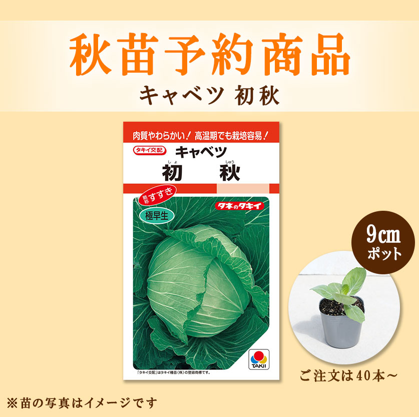 秋野菜苗　キャベツ　初秋　9.0cmポット×40本【2026年秋苗予約】　※8月上旬～8月中旬出荷予定