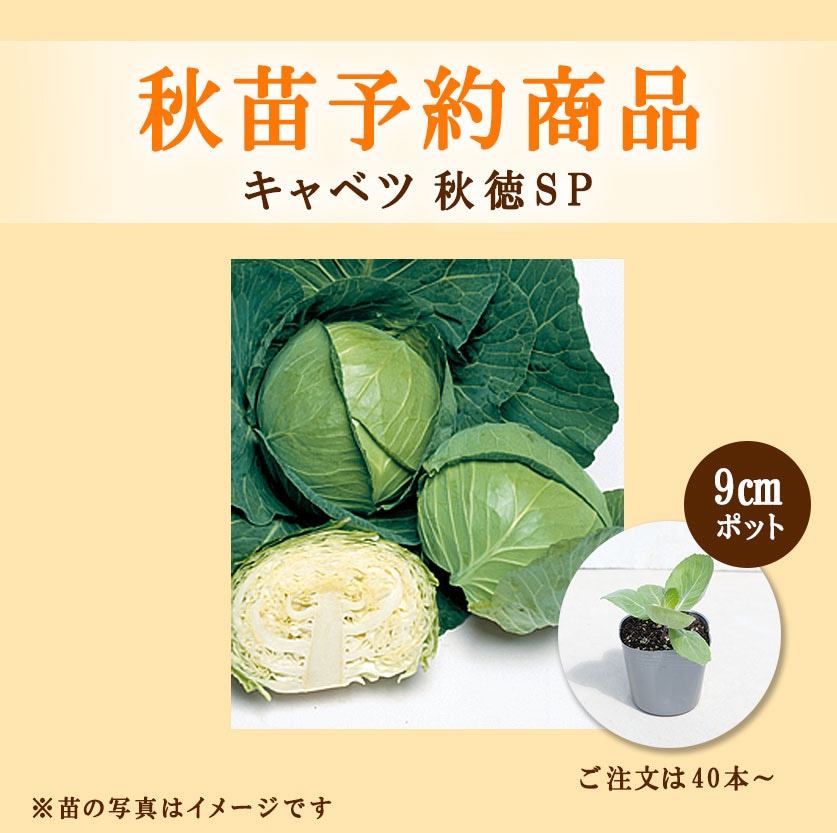 秋野菜苗　キャベツ　秋徳SP　9.0cmポット×40本【2026年秋苗予約】　※8月下旬～9月中旬出荷予定